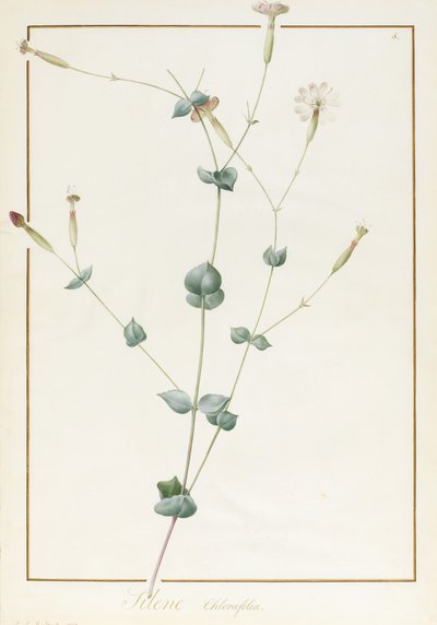 Silene Chloraefolia, 1810 door Pierre Joseph Redouté